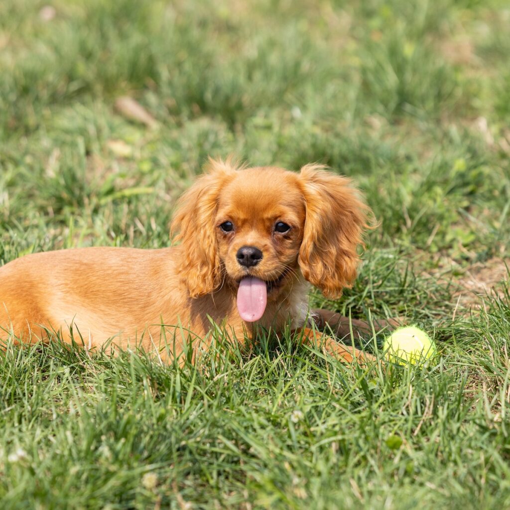 cavalier ruby spaniel puppies