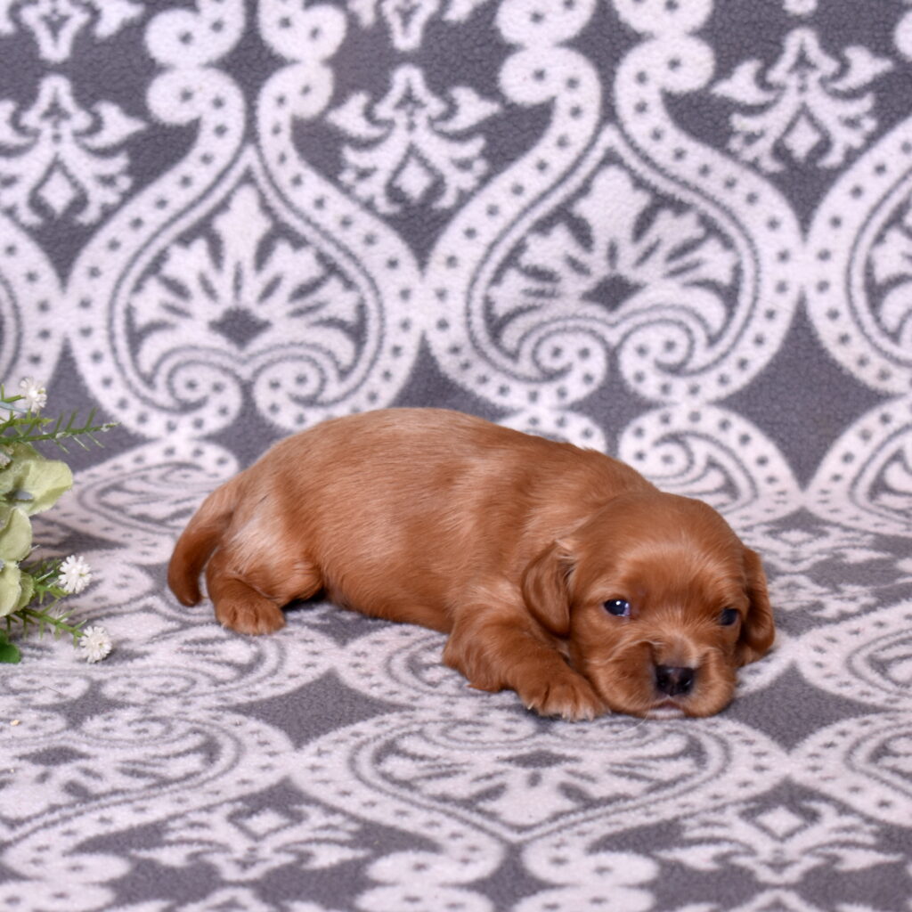 cavalier ruby spaniel puppies for sale