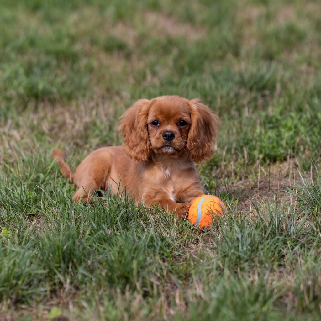 avalier ruby spaniel puppies near me