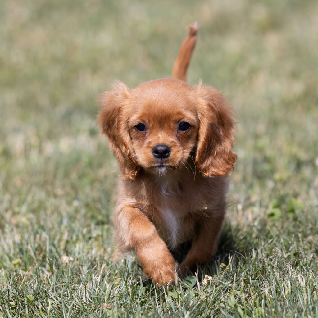 cavalier ruby spaniel puppies near me