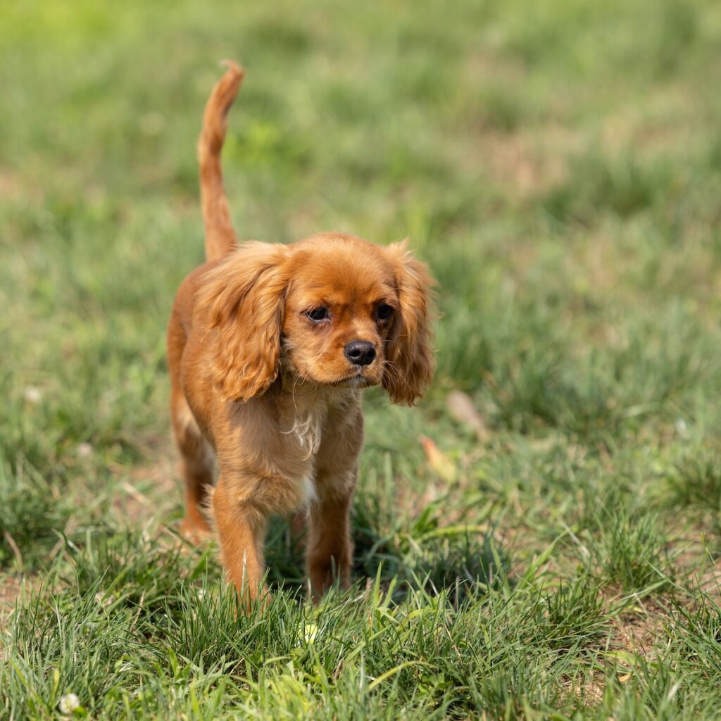cavalier ruby spaniel puppies near me