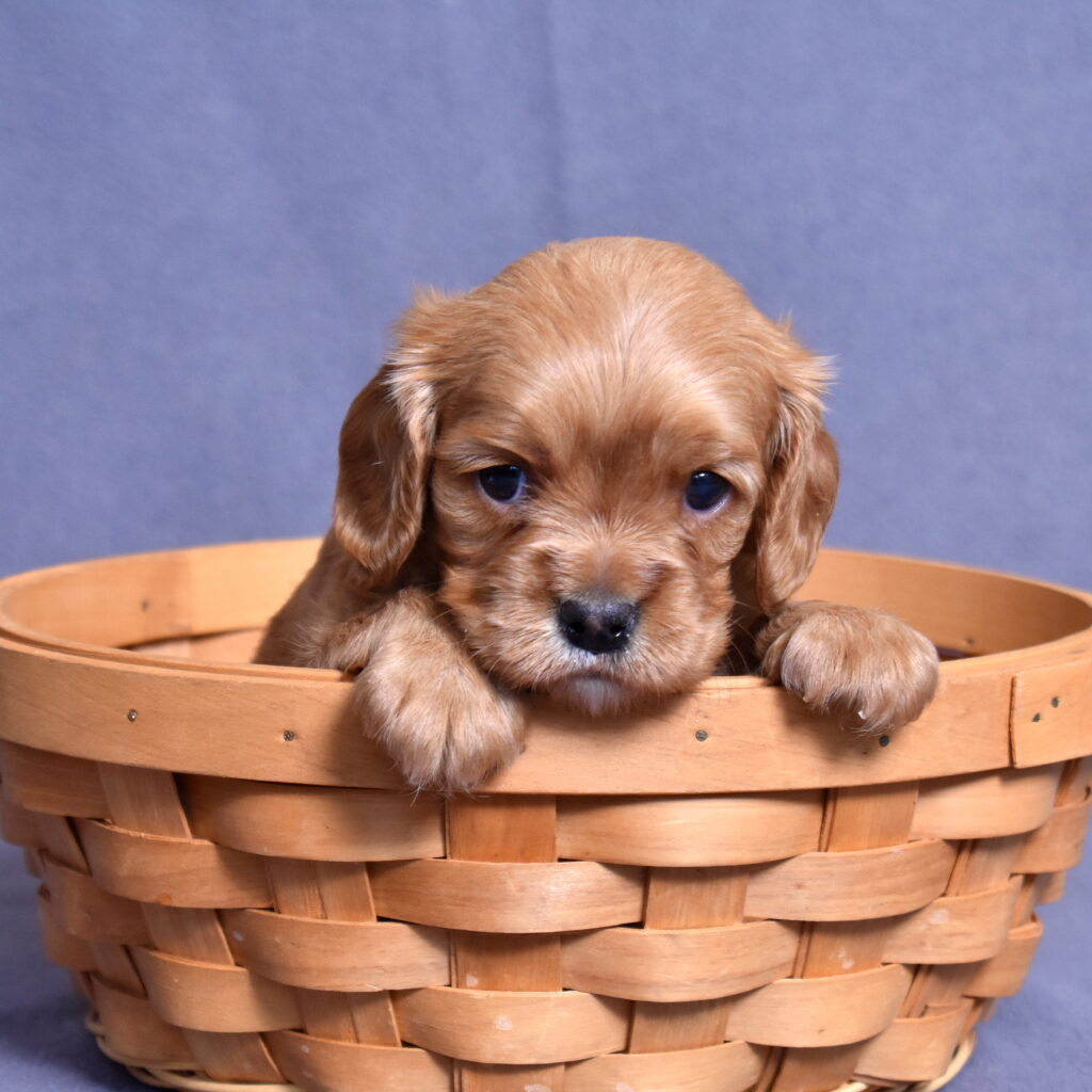 cavalier ruby spaniel puppy