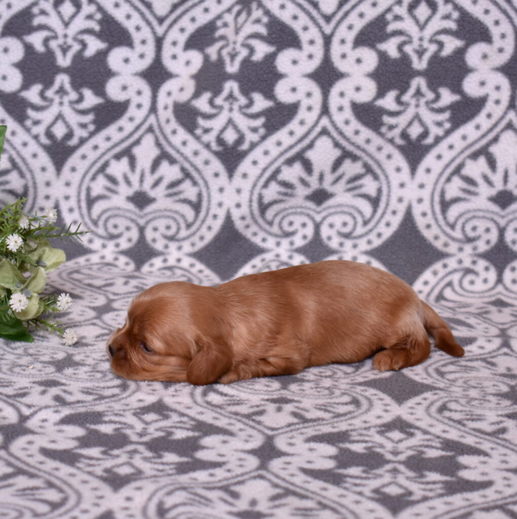 cavalier ruby spaniel puppy