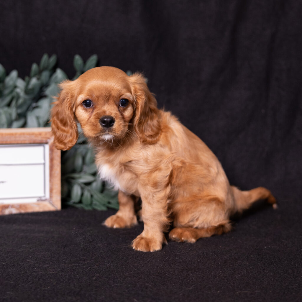 Ruby Spaniel Little Stream Puppies | cavalier ruby spaniel| Genetic Test