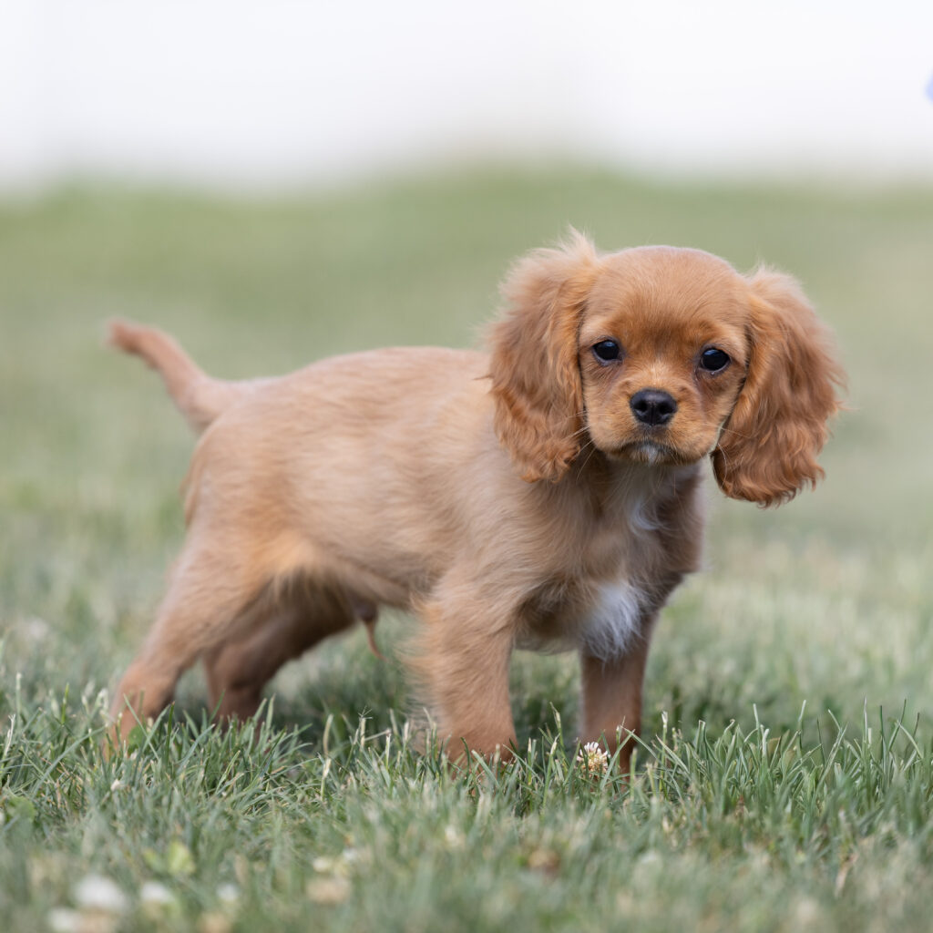 cavalier ruby spaniel puppy