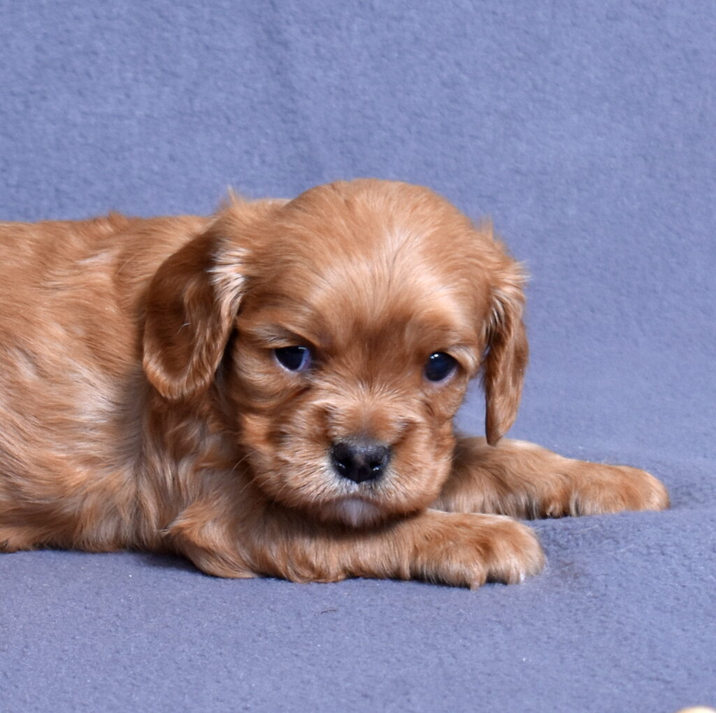 cavalier ruby spaniel puppy for sale