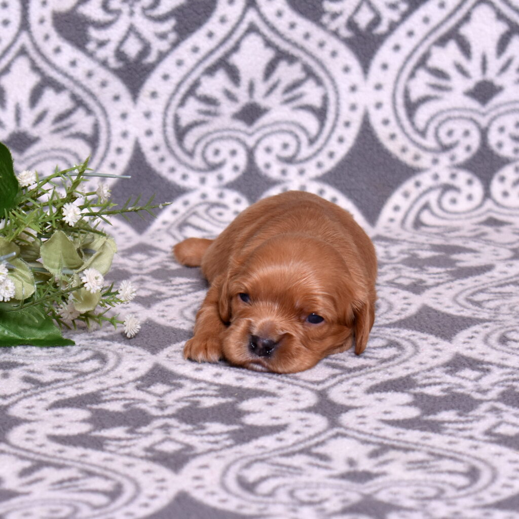 cavalier ruby spaniel puppy for sale