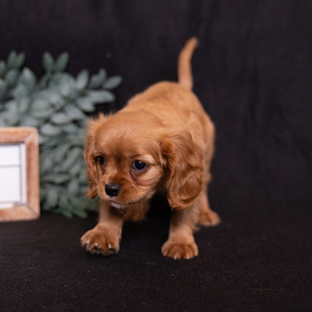 cavalier ruby spaniel puppy for sale