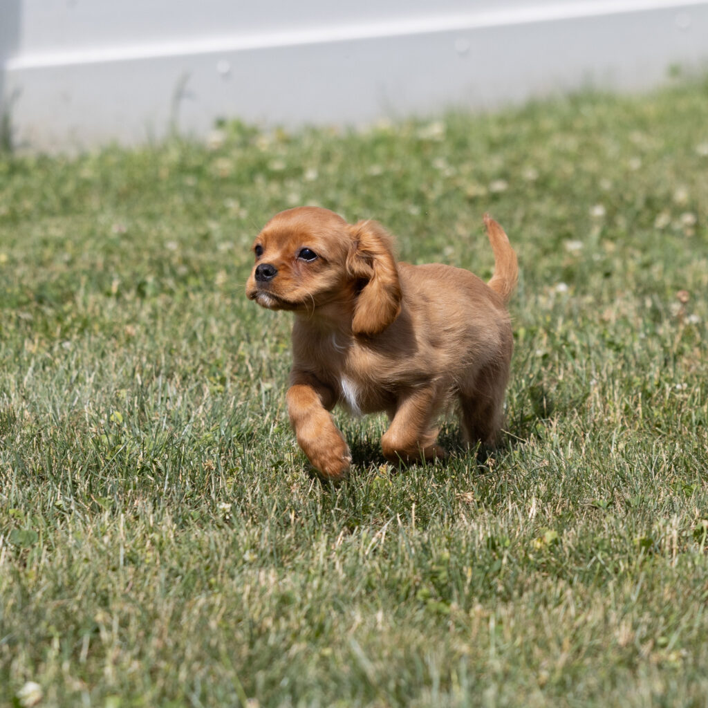 cavalier ruby spaniel puppy for sale