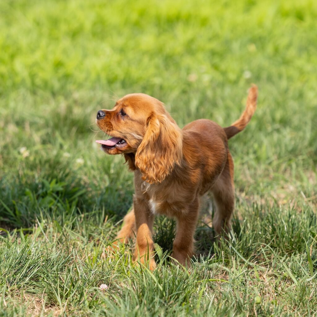 cavalier ruby spaniel puppy for sale near me