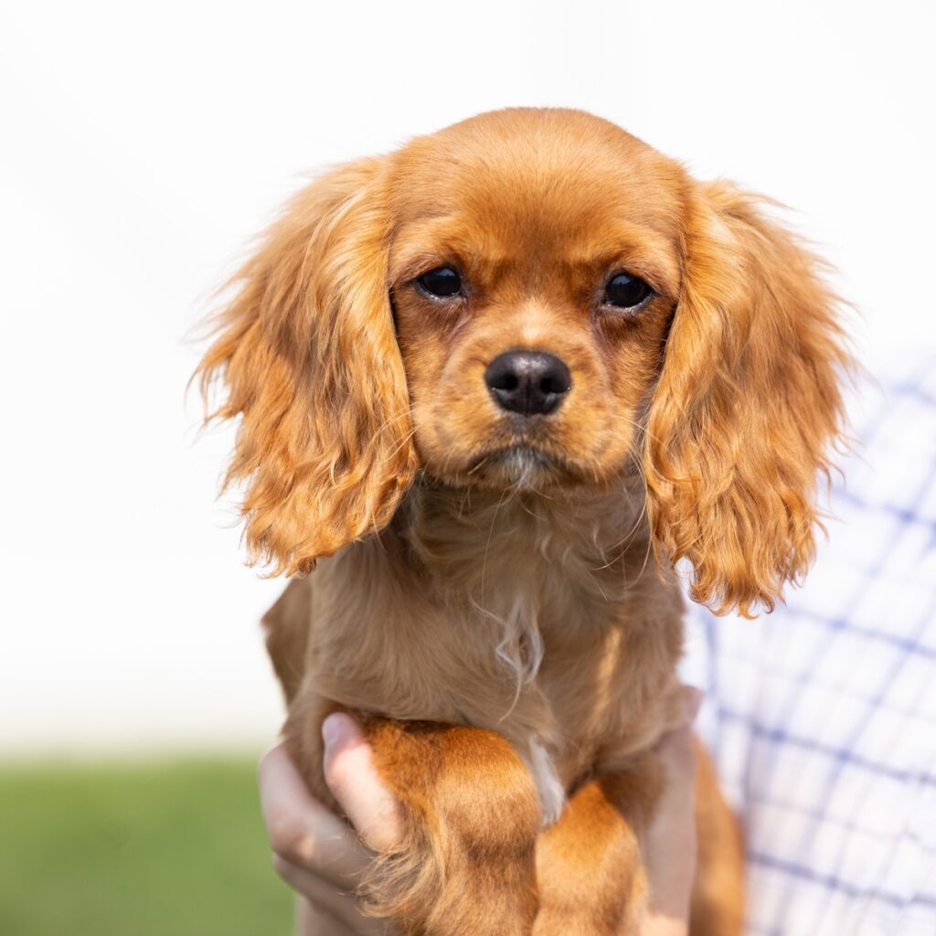 cavalier ruby spaniel puppy near me ny
