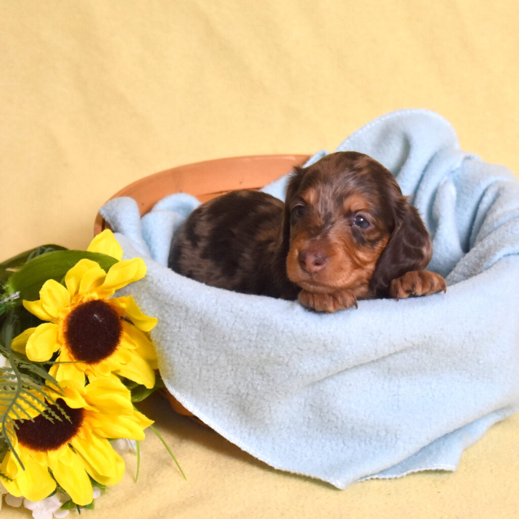 chocolate dapple dachshund breeder