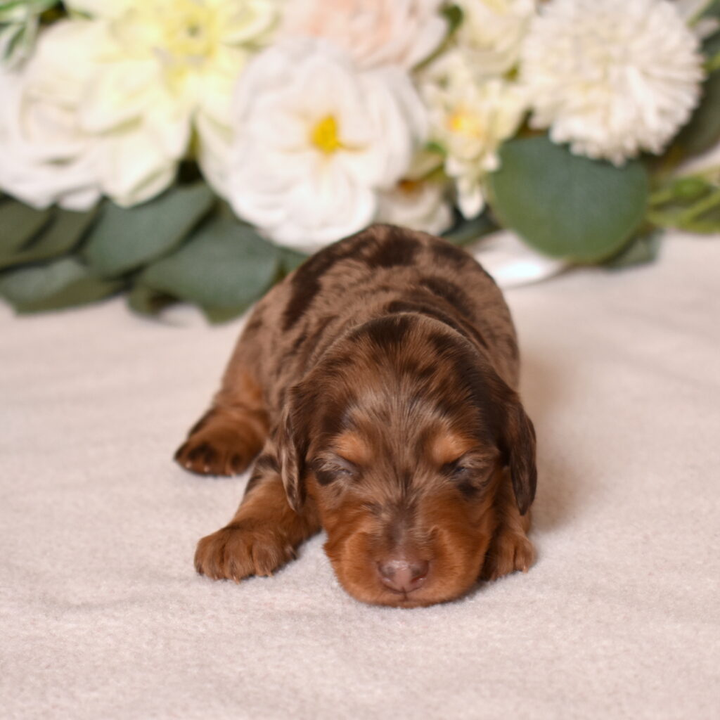 chocolate dapple dachshund breeders