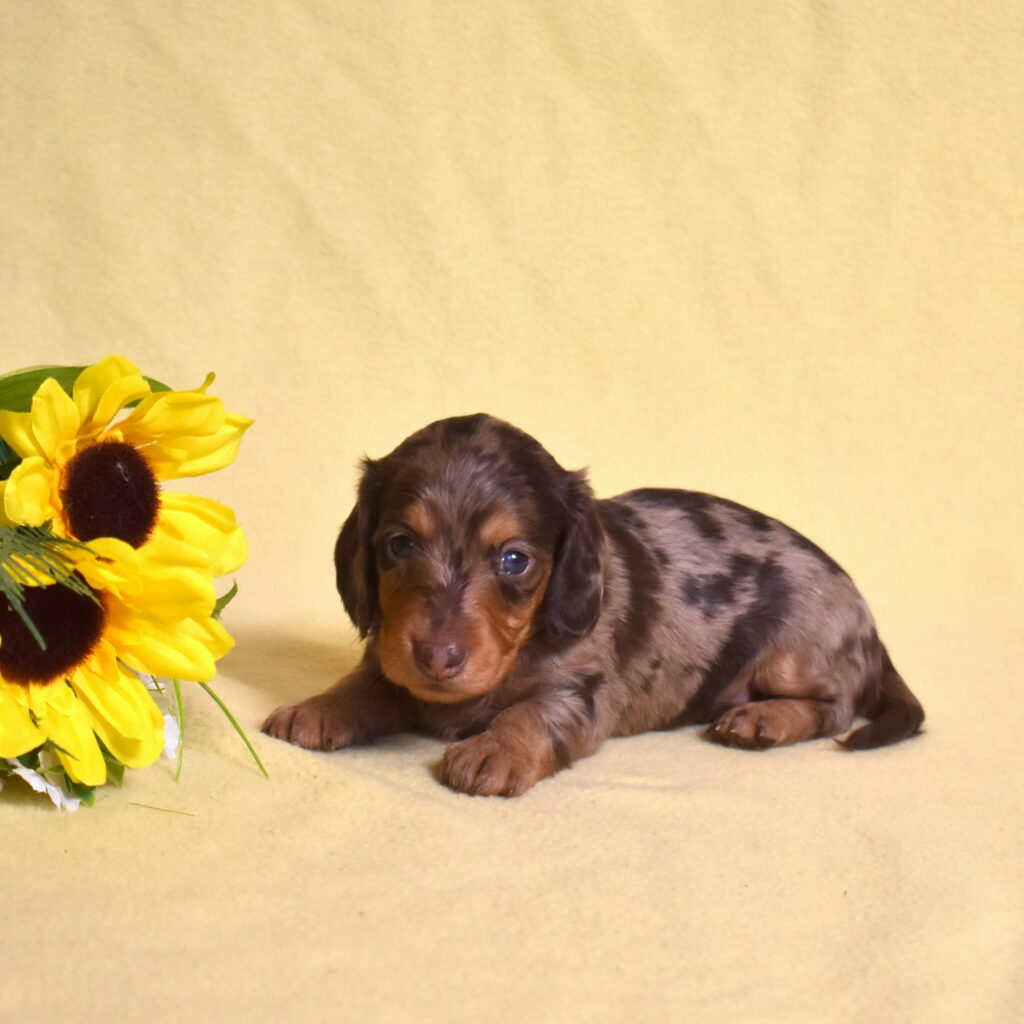 chocolate dapple dachshund puppies