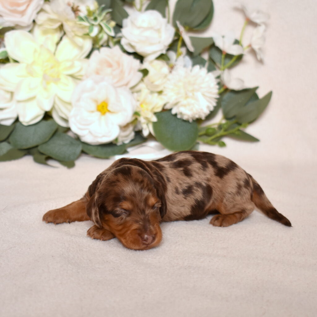 chocolate dapple dachshund puppies