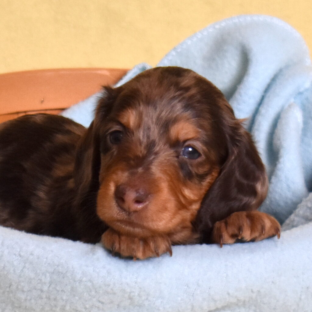 chocolate dapple dachshund puppies for sale