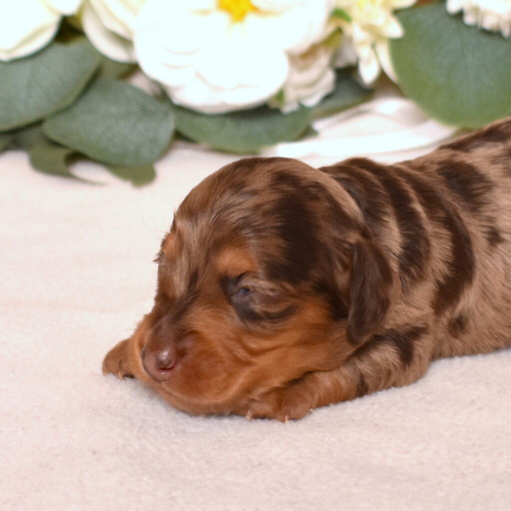 chocolate dapple dachshund puppies for sale