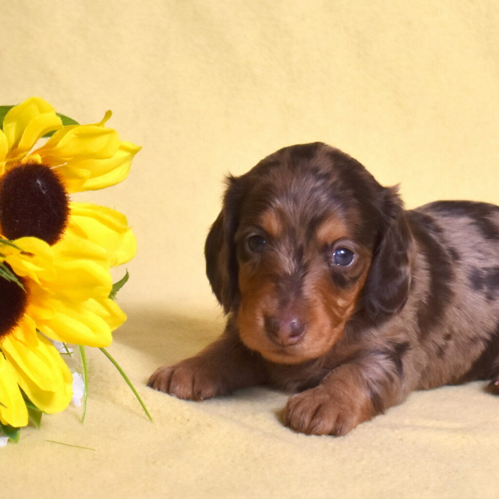 chocolate dapple dachshund puppy