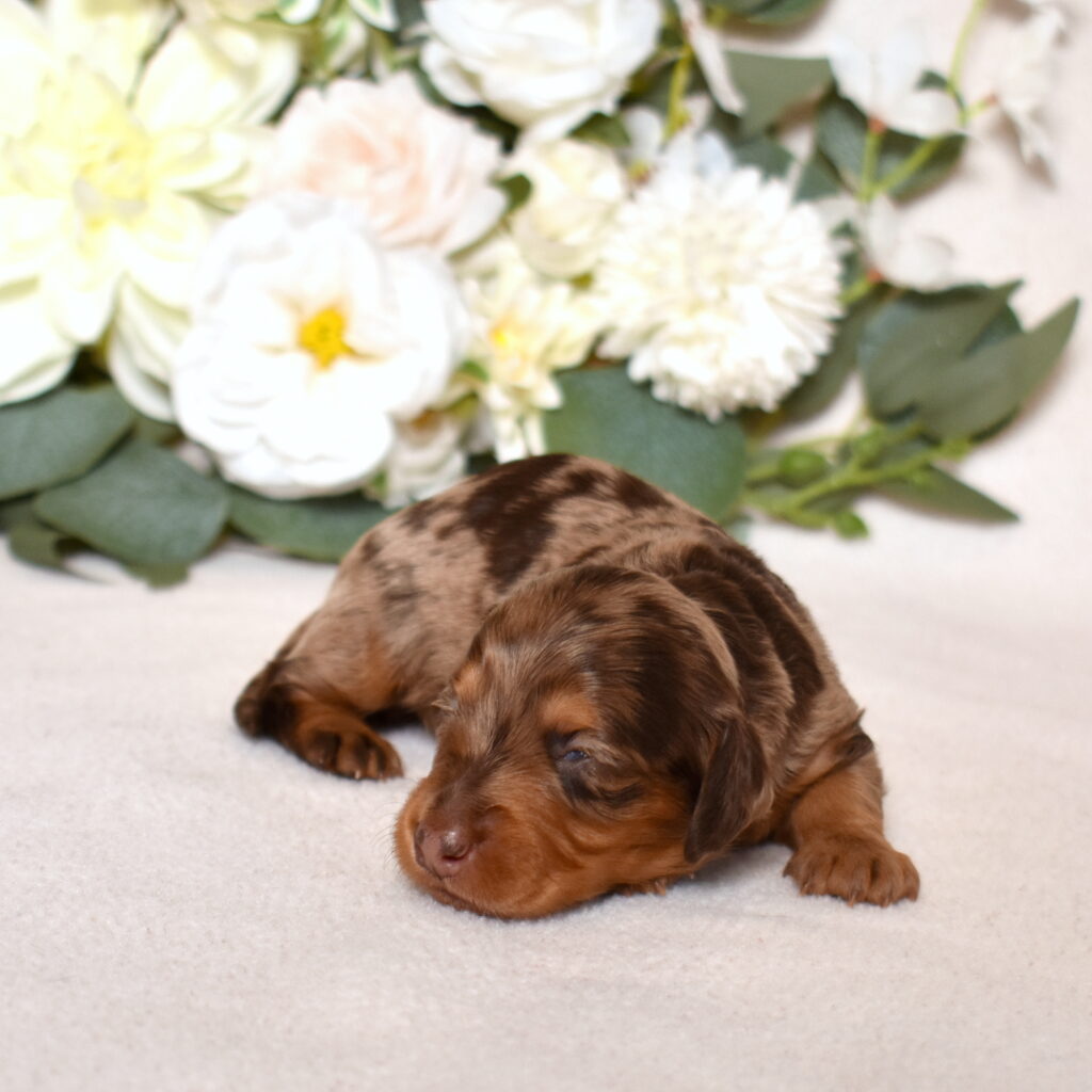 chocolate dapple dachshund puppy