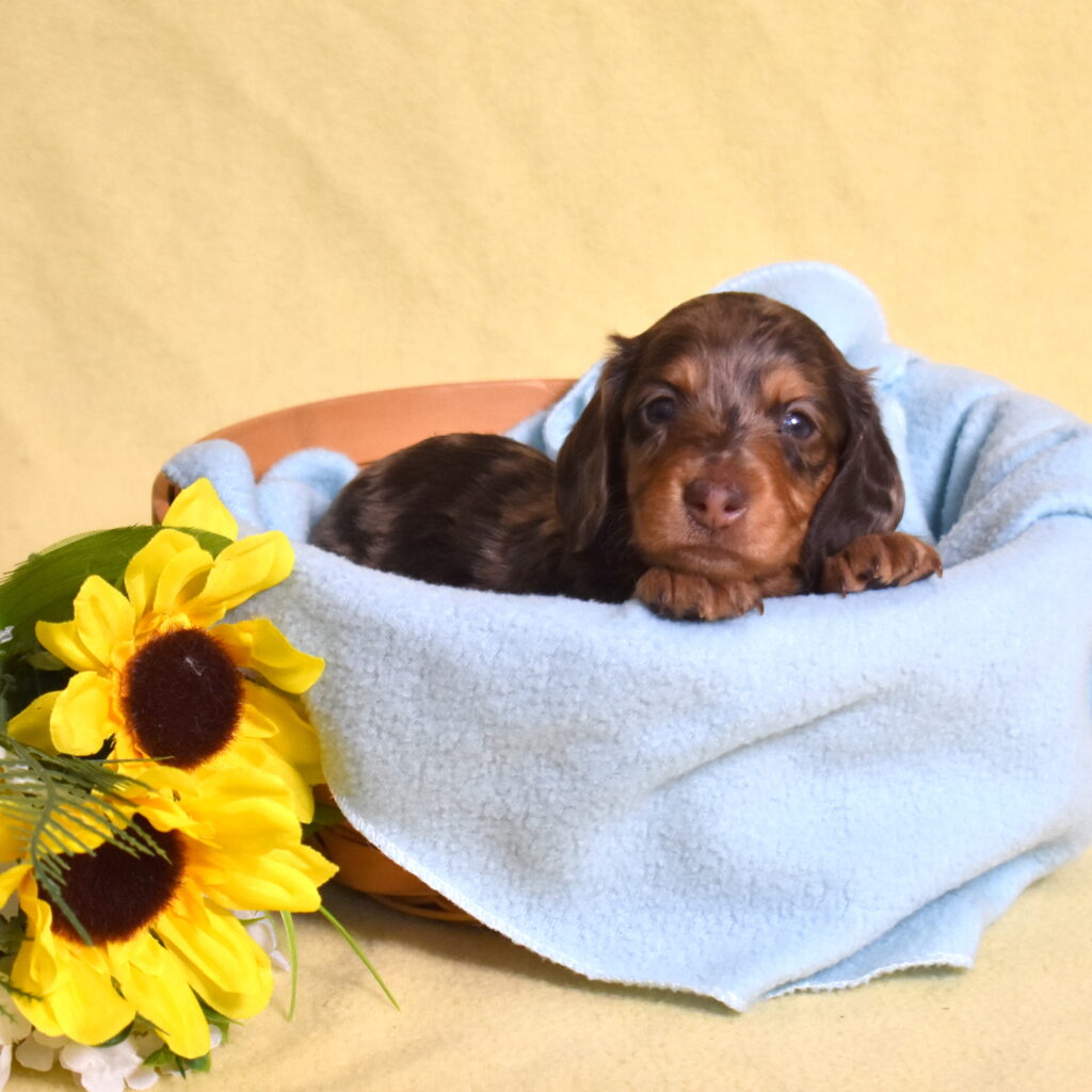 chocolate dapple dachshund puppy for sale