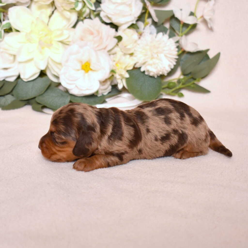 chocolate dapple dachshund puppy for sale