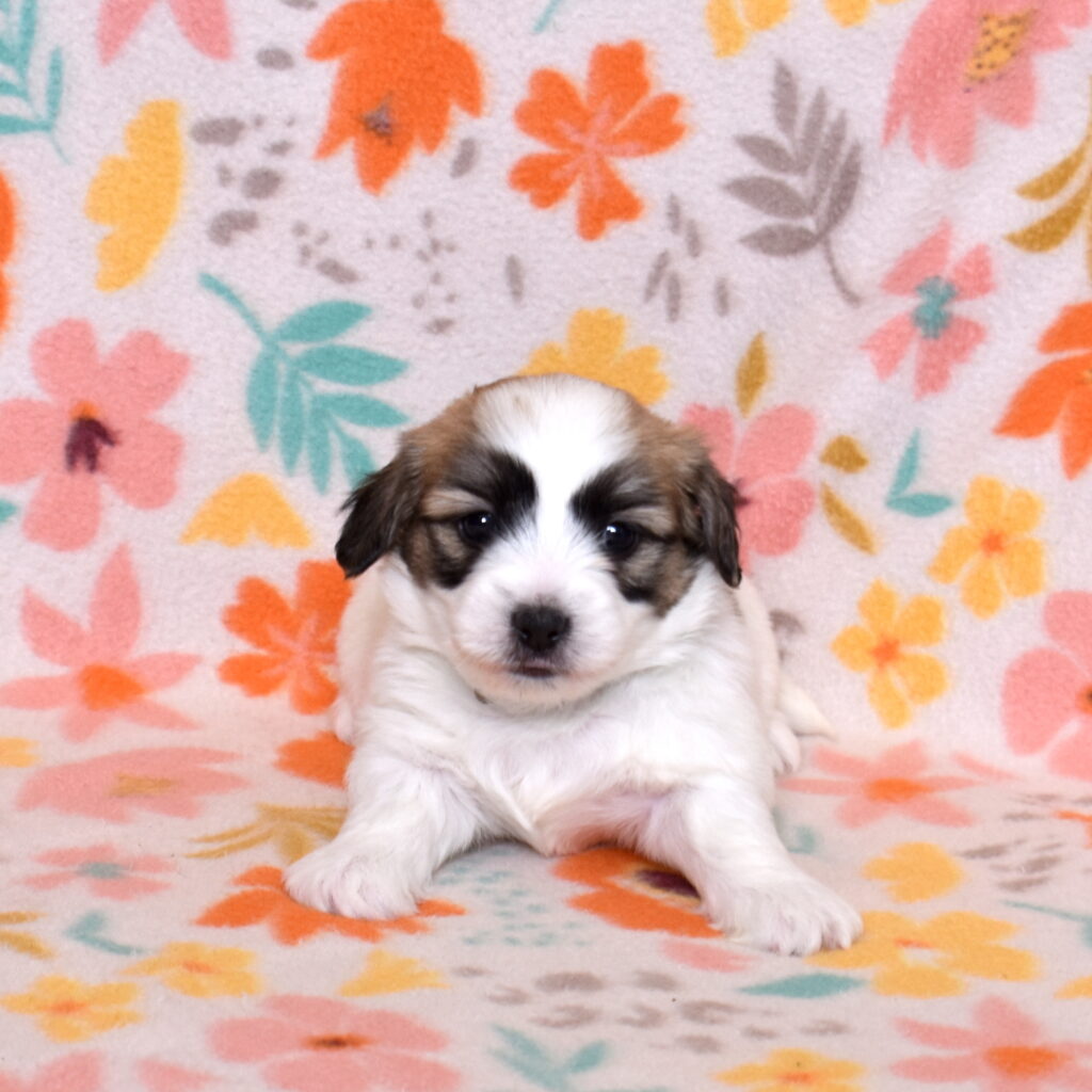 coton de tulear black and white puppies