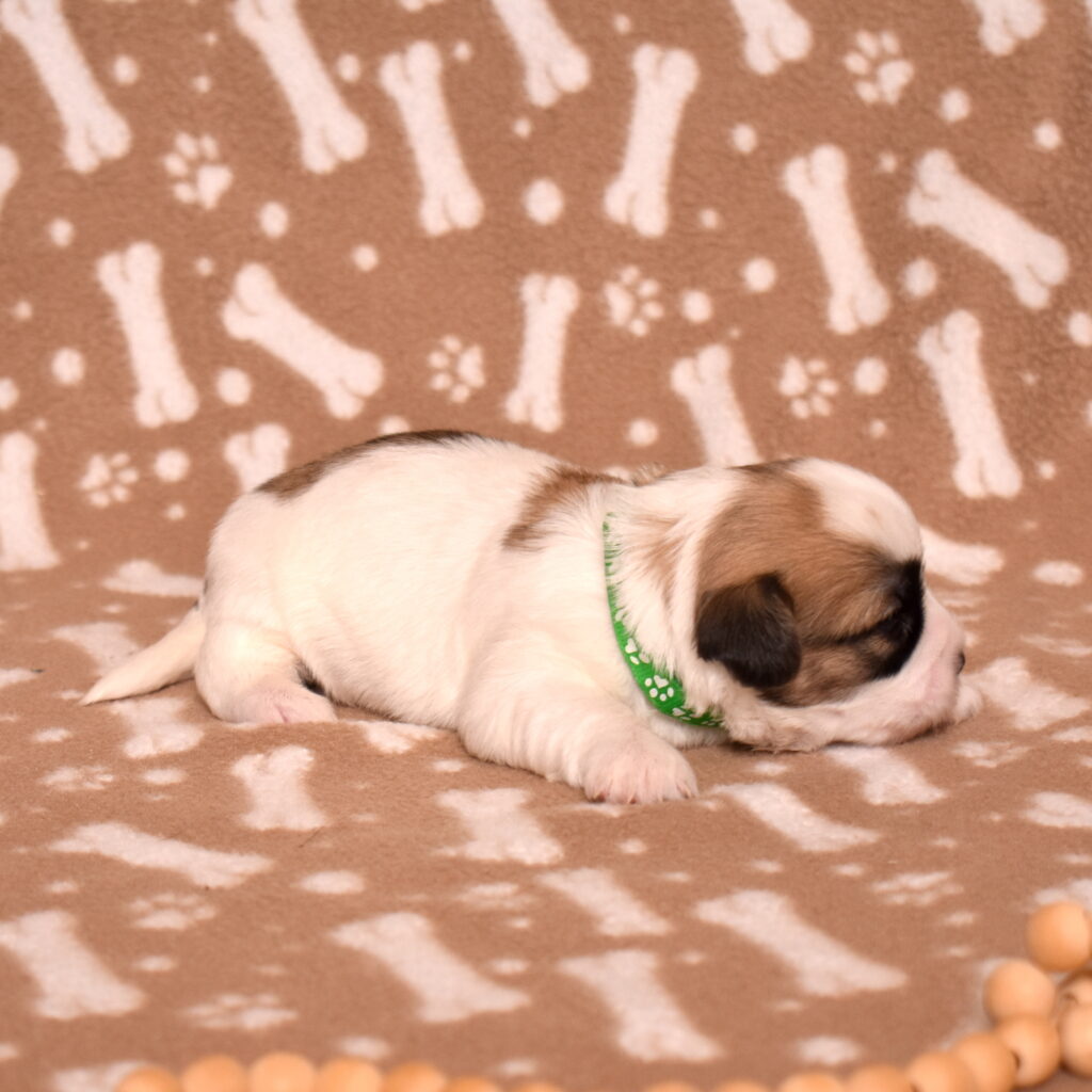 coton de tulear black and white puppies