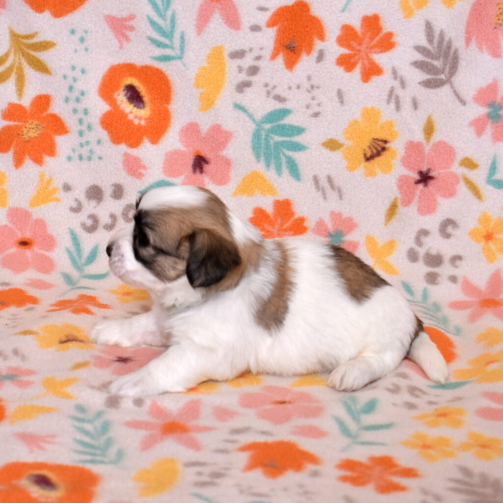 coton de tulear black and white puppies for sale