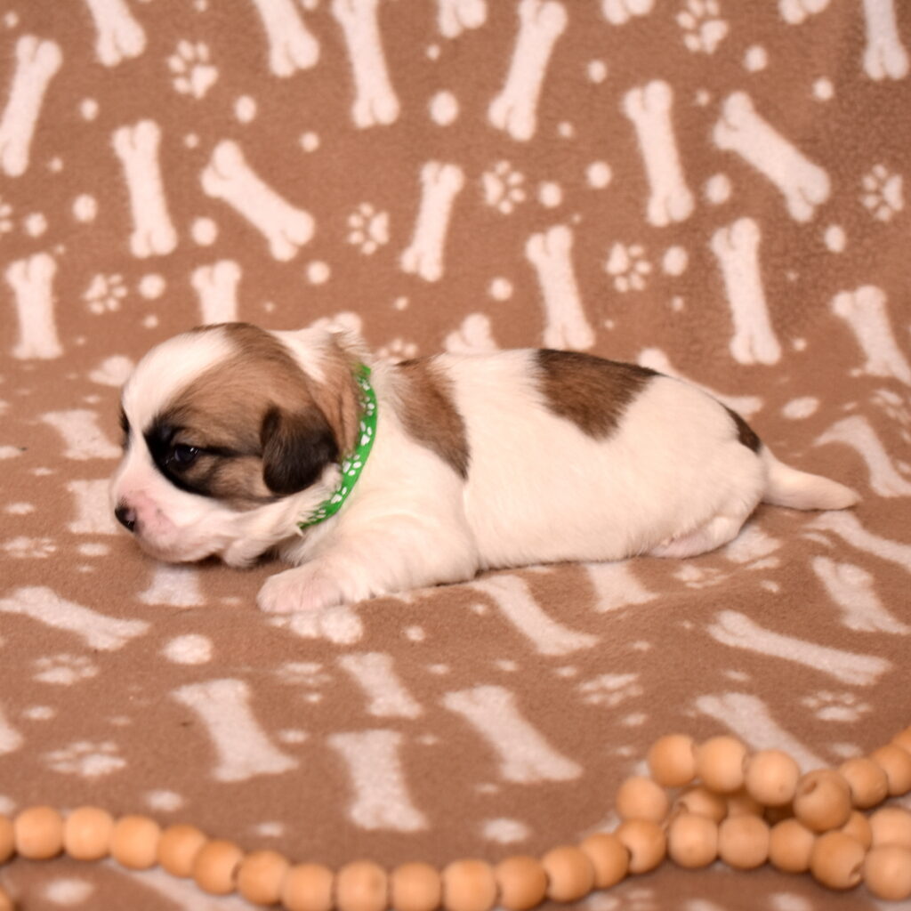 coton de tulear black and white puppies for sale