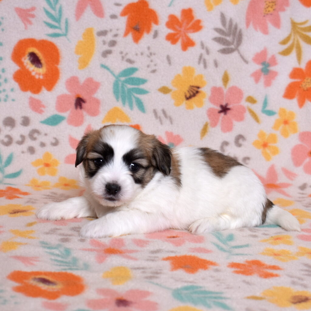 coton de tulear black and white puppies for sale lancaster pa