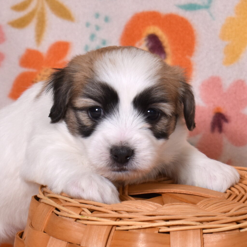 coton de tulear black and white puppies for sale near me