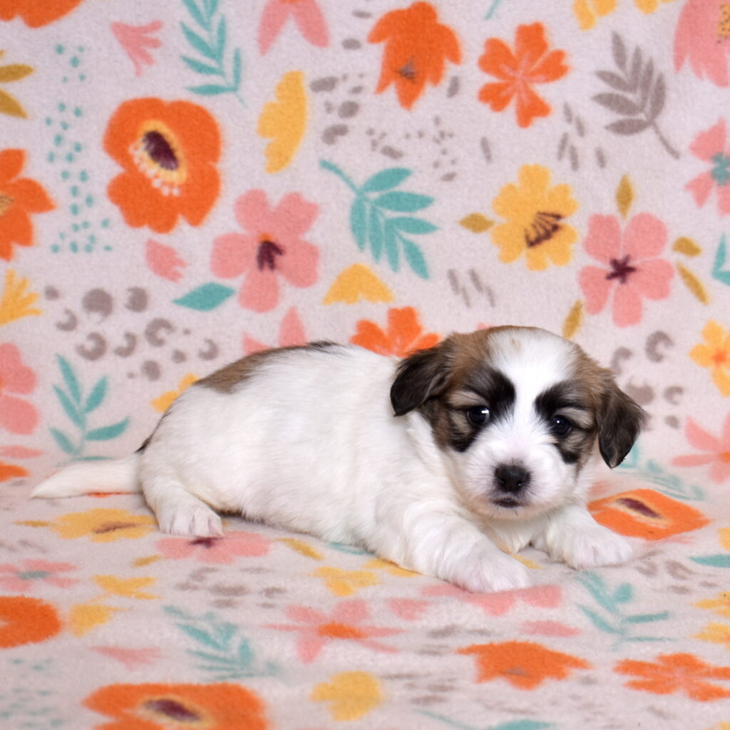 coton de tulear black and white puppies lancaster pa