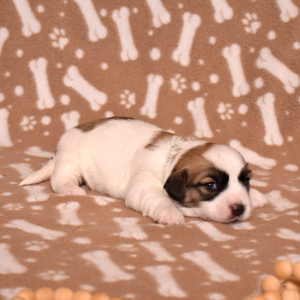 coton de tulear black and white puppies near me