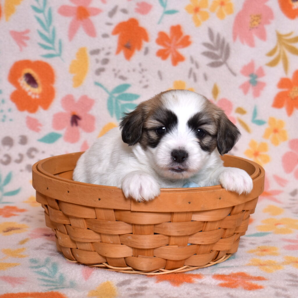 coton de tulear black and white puppies near me
