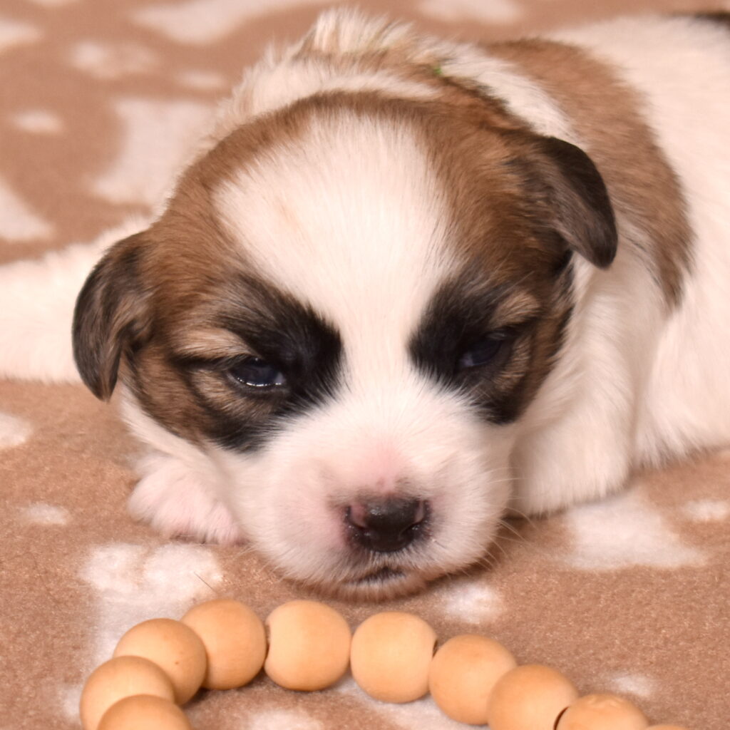 coton de tulear black and white puppy breeder