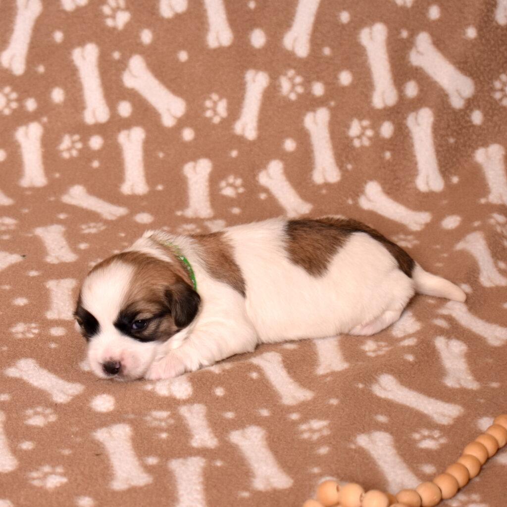 coton de tulear black and white puppy for sale