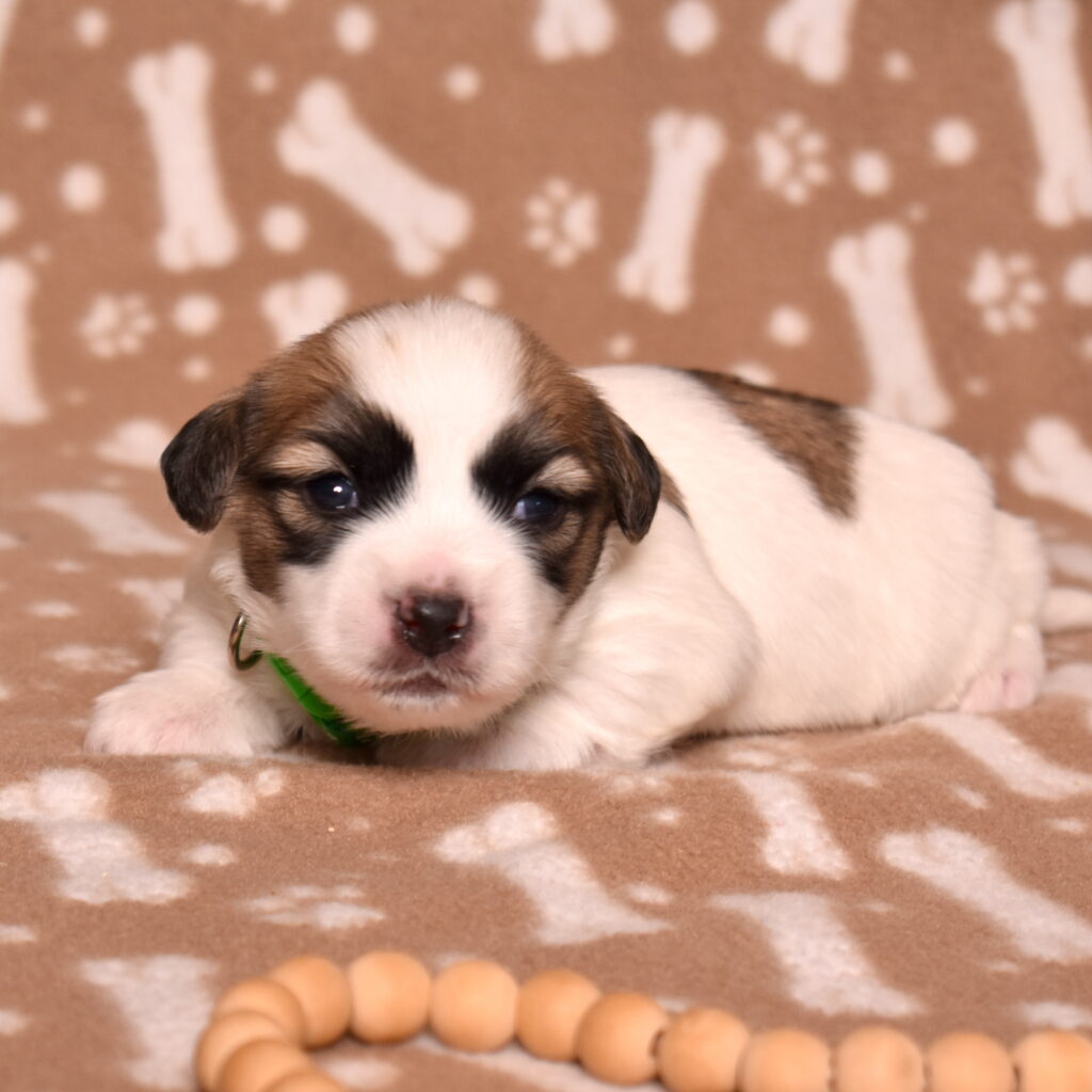 coton de tulear black and white puppy for sale near me