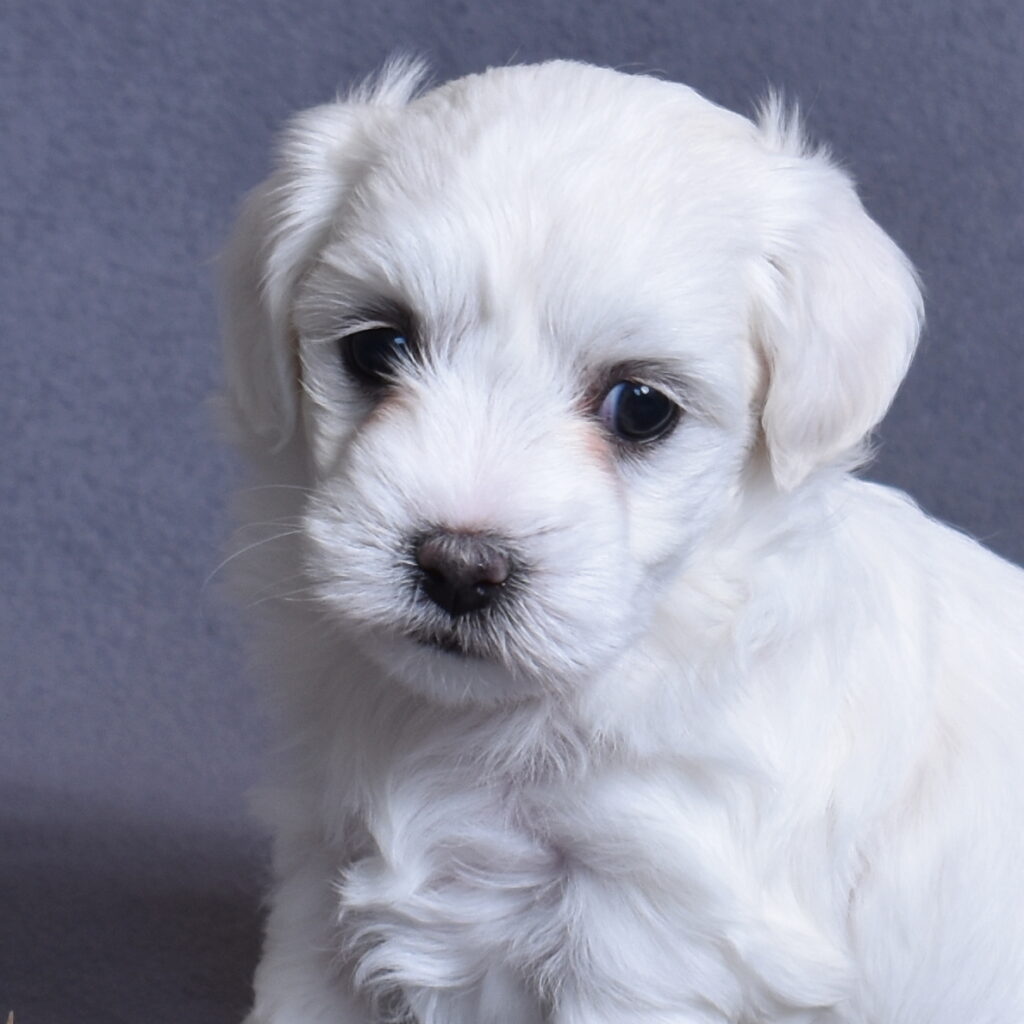 coton de tulear dog puppy