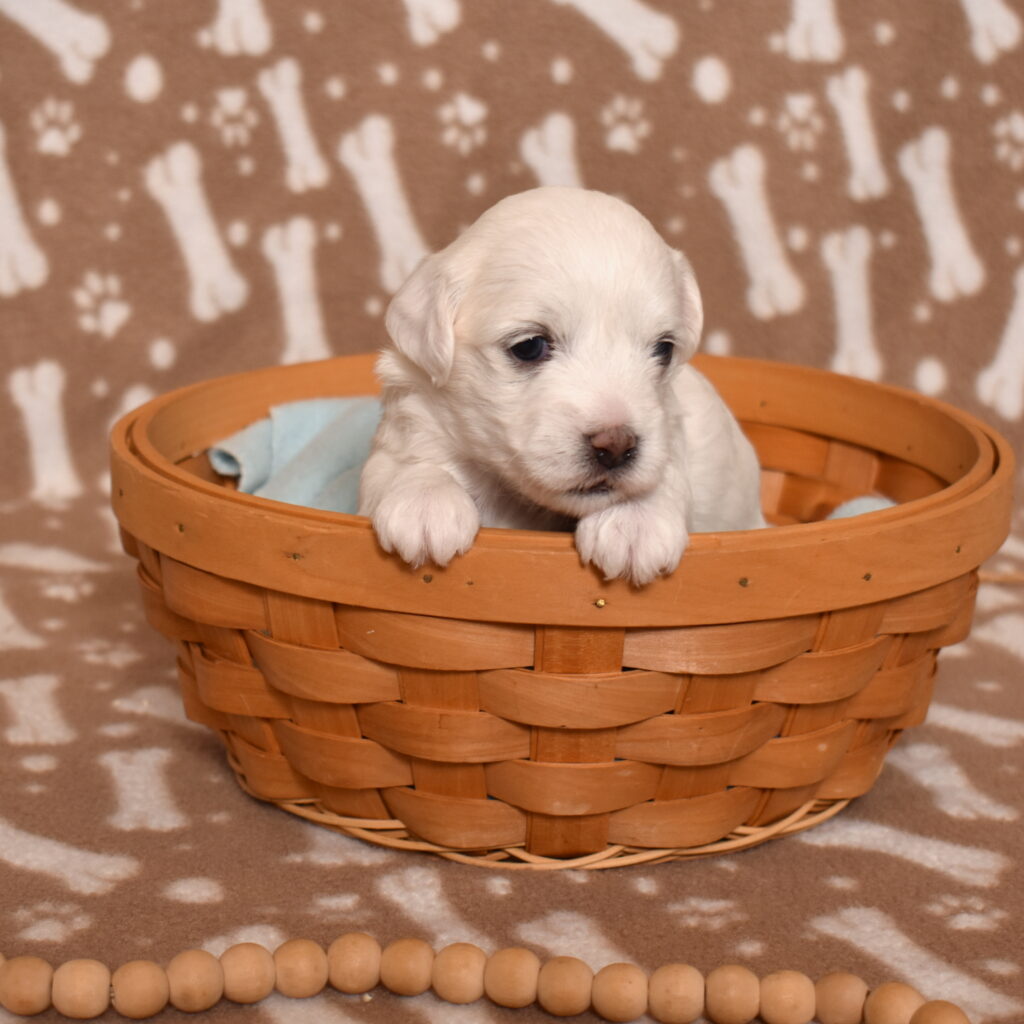 coton de tulear dog puppy