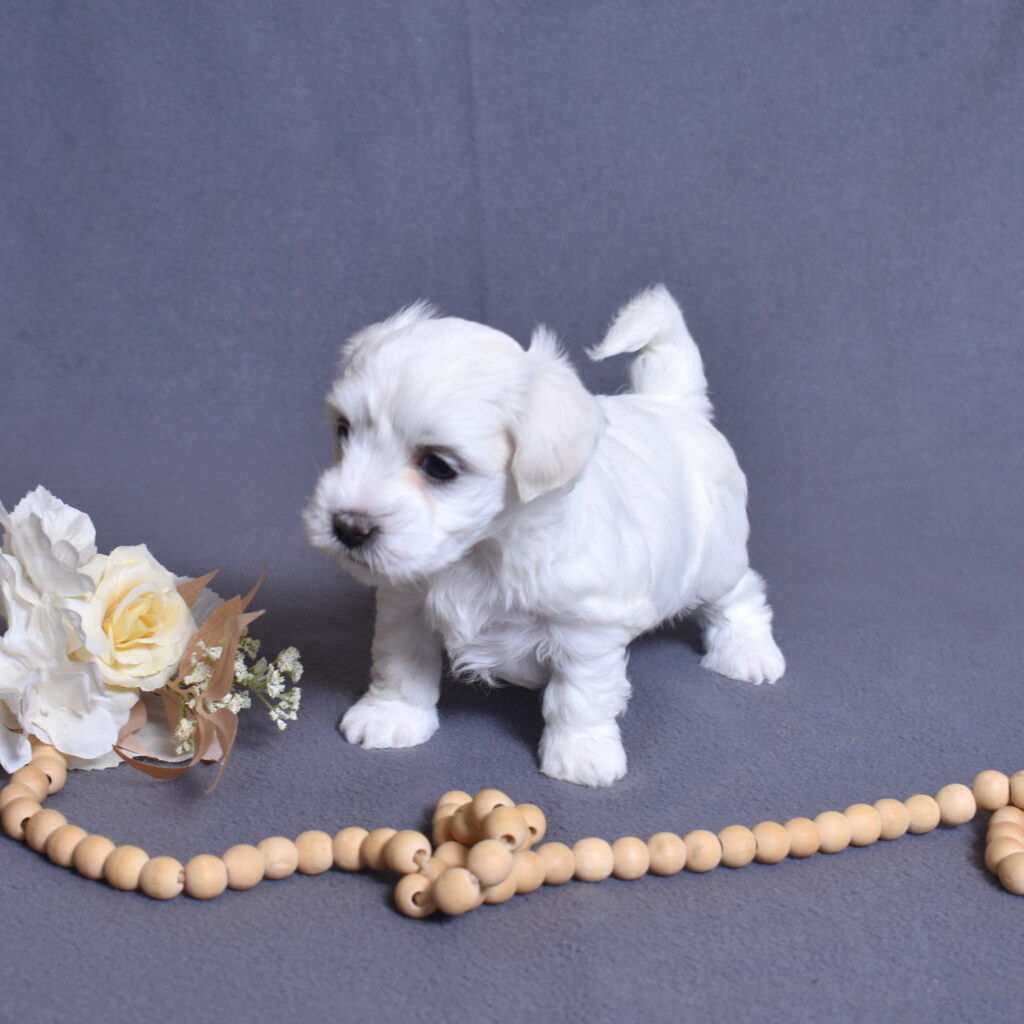 coton de tulear dog puppy breeder