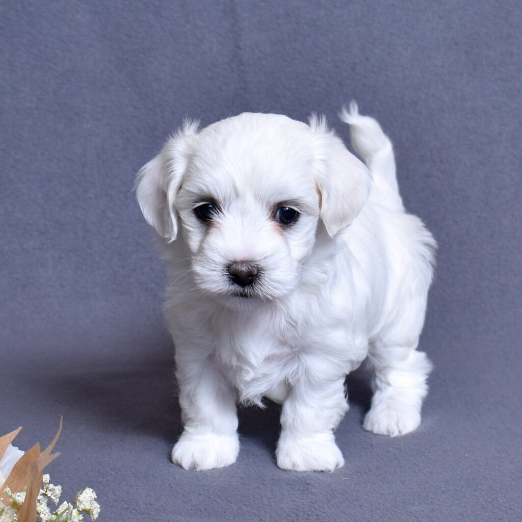 coton de tulear dog puppy for sale