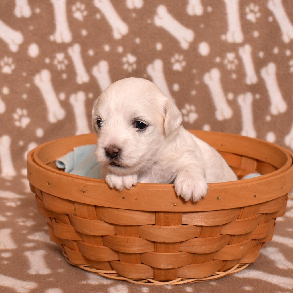 coton de tulear dog puppy for sale