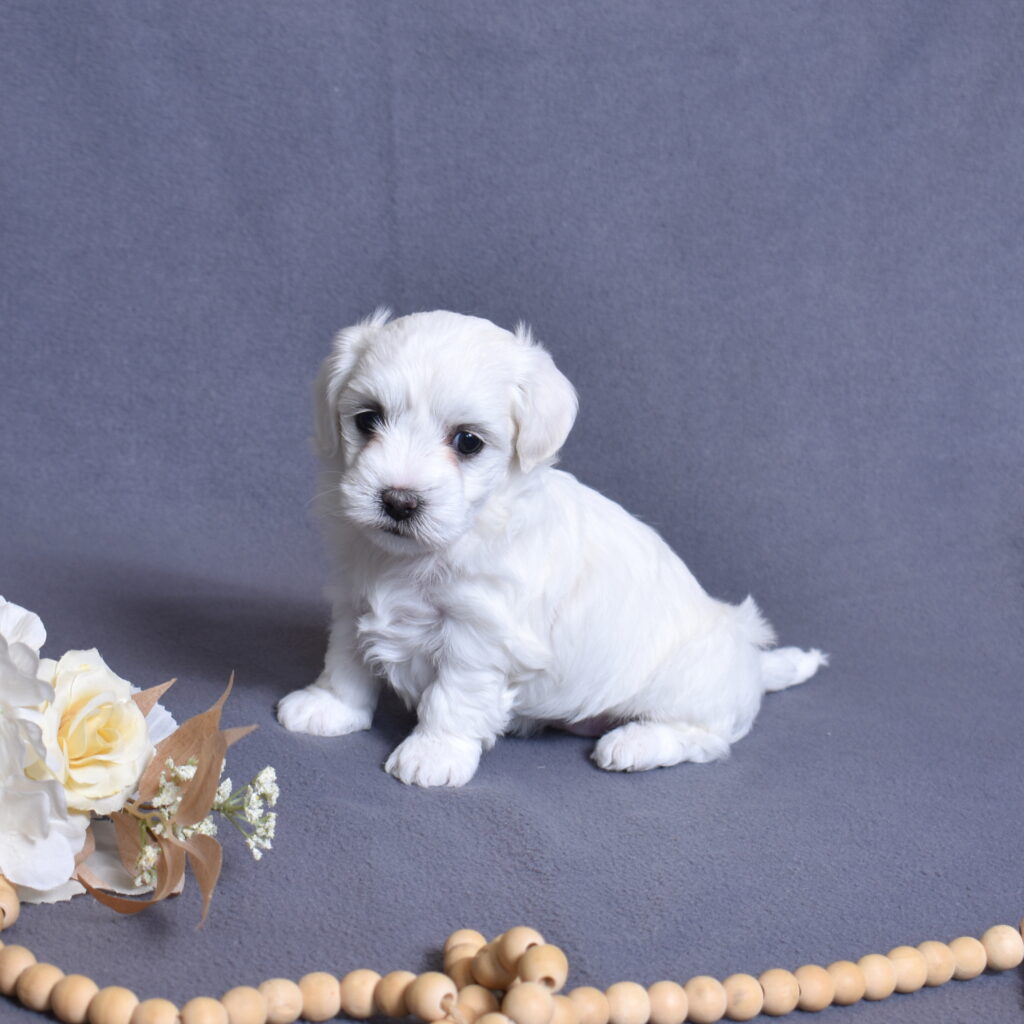 coton de tulear dog puppy for sale near me