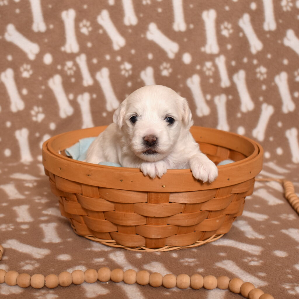 coton de tulear dog puppy for sale near me