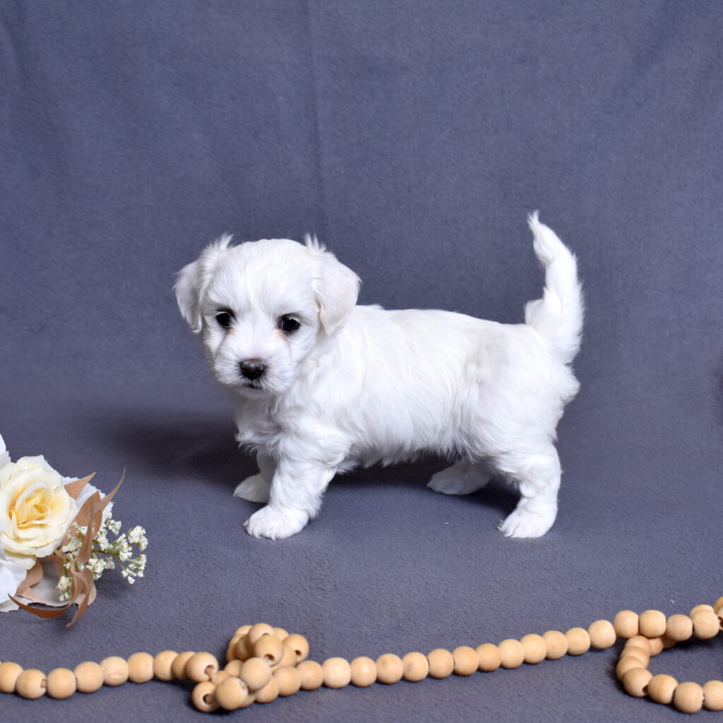 coton de tulear dog puppy for sale pa