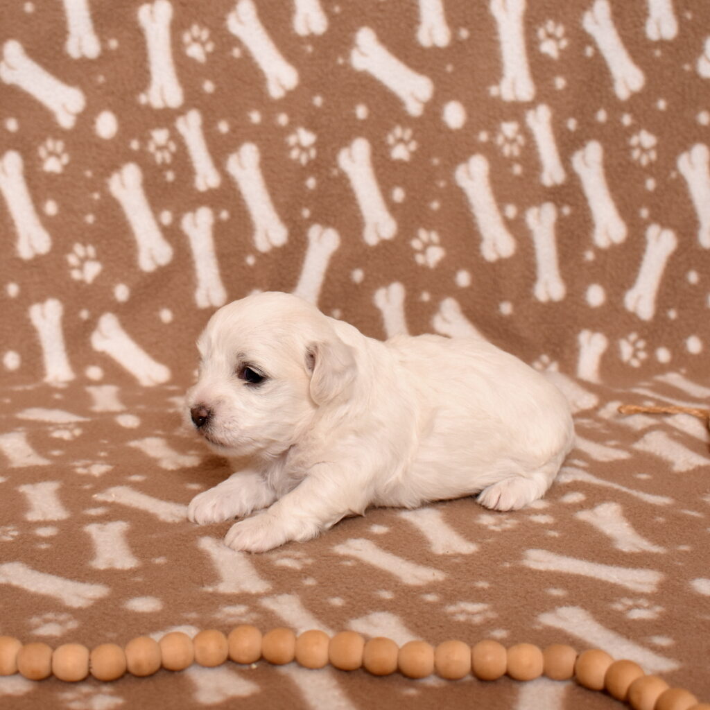 coton de tulear dog puppy for sale pa