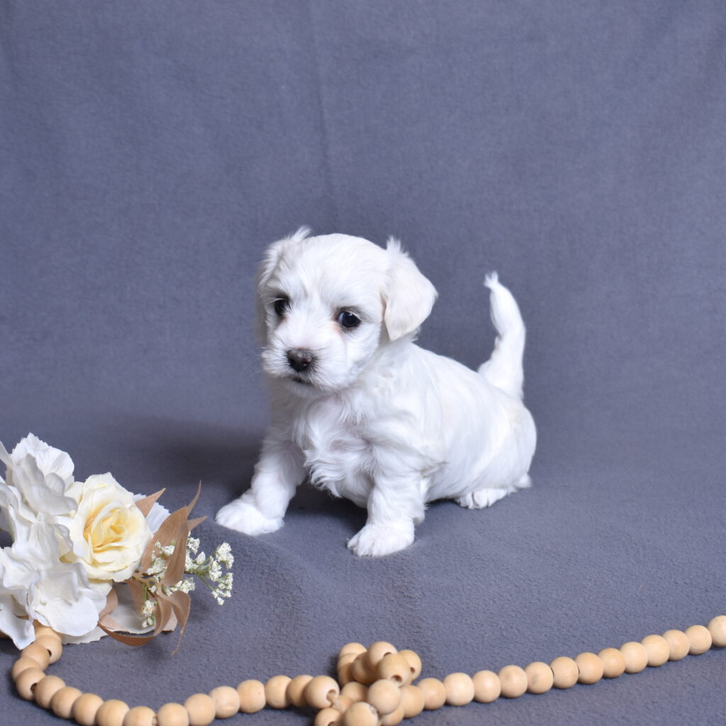 coton de tulear dog puppy lancaster