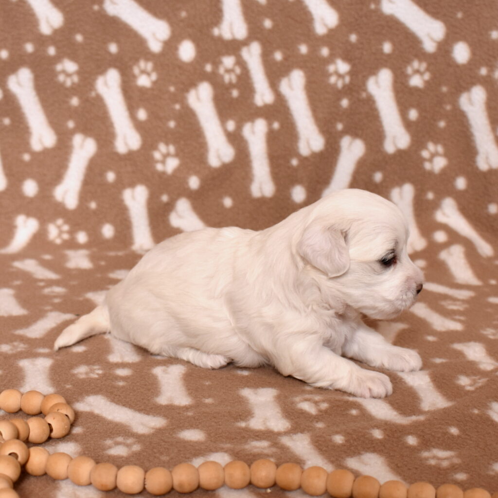 coton de tulear dog puppy lancaster pa b