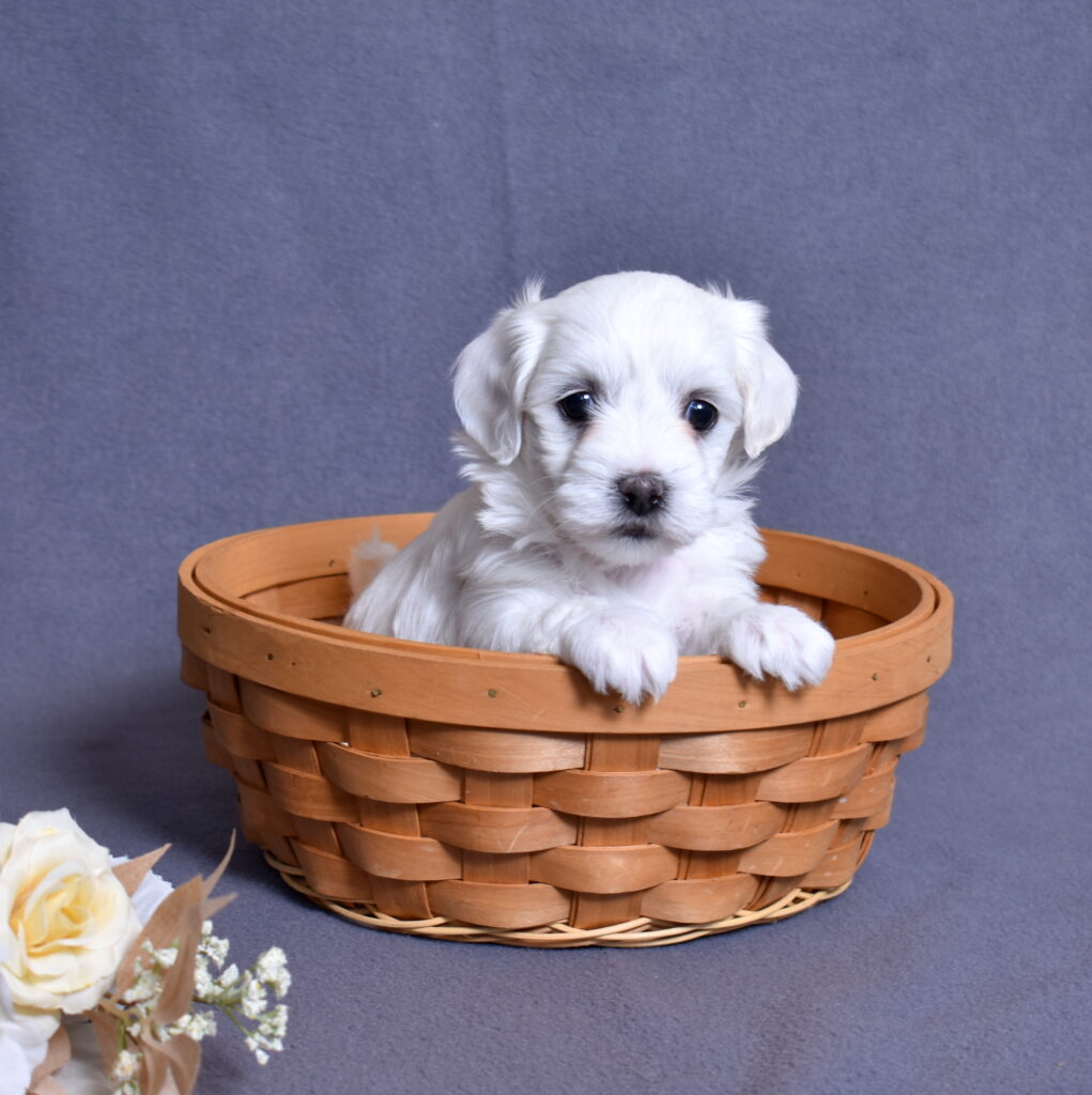 coton de tulear dog puppy little stream puppies