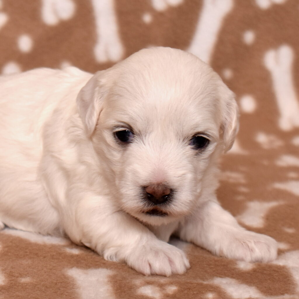 coton de tulear dog puppy little stream puppies